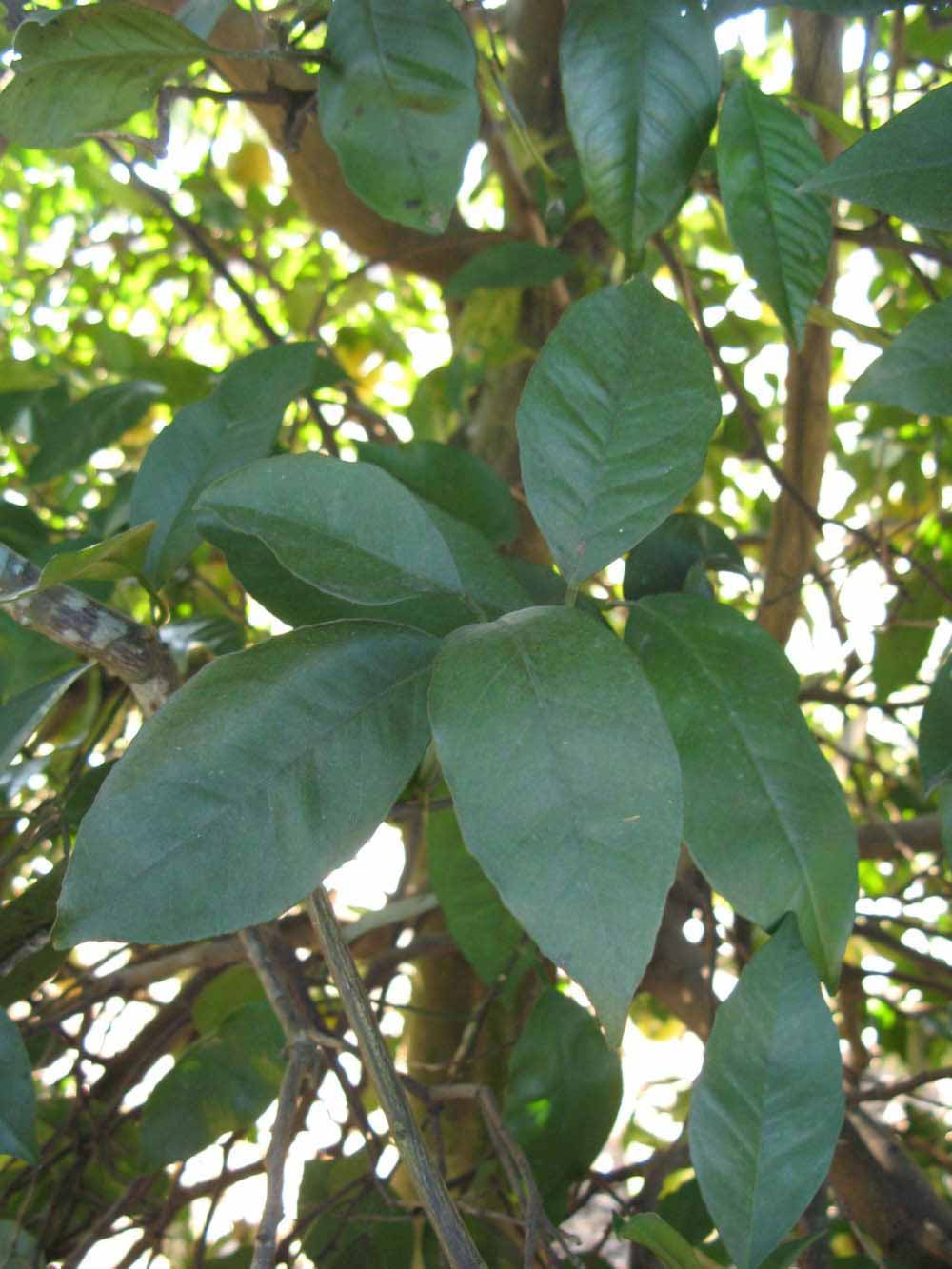            Shade leaves (Winter Haven, FL)   